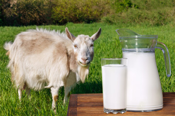 milk in glass and jug on table with goat on the background