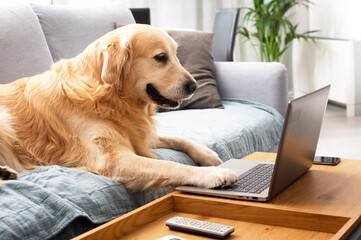 Funny dog using a laptop at home