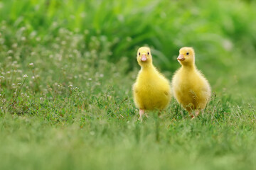 two fluffy goslings walks on green grass