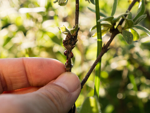 plant infested by scale insects coccoidea