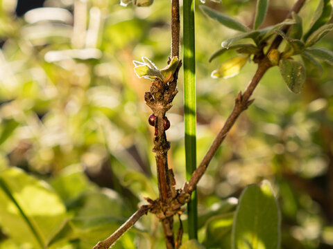 close up of scale insects