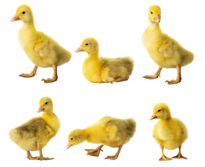 collection of cute fluffy goslings isolated on white