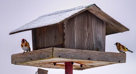 birds on a feeder