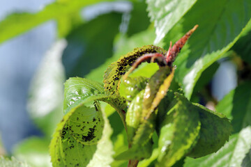Black Cherry Aphid (Myzus cerasi) colony on leaf