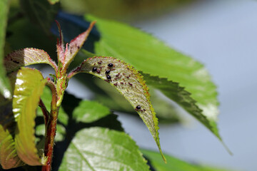 Black Cherry Aphid (Myzus cerasi) colony on leaf