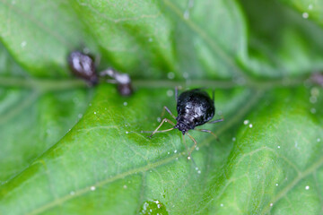 Black Cherry Aphid (Myzus cerasi) on leaf