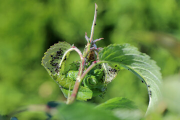 Black Cherry Aphid (Myzus cerasi) colony on leaf