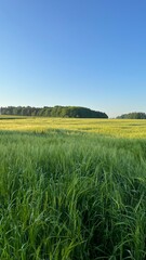 Eine wunderschöne Aussicht. - Landleben pur, Mitten in der Natur, Vertical, Wiese, Feld, Acker, Wald, Rapsfeld, Weizen, blauer Himmel, Landleben