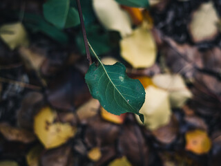 Green leaf