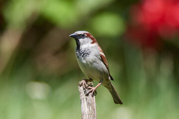 Haussperling bei der Futtersuche	