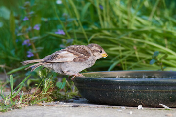 Junger Haussperling an der Vogeltr&auml;nke
