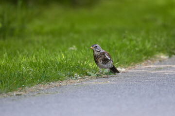 Wacholderdrossel ( Turdus pilaris ) im Frühjahr