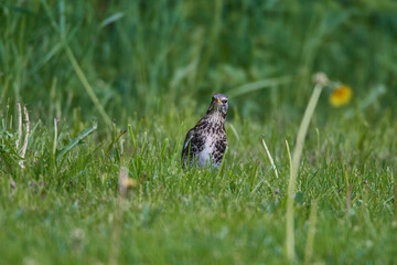 Wacholderdrossel ( Turdus pilaris ) im Frühjahr