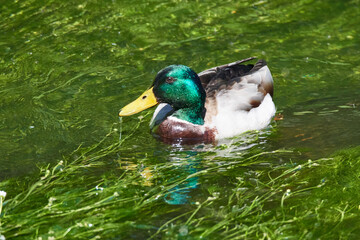 	
Stockenten Erpel im Frühjahr in der Spree bei der Futtersuche	
