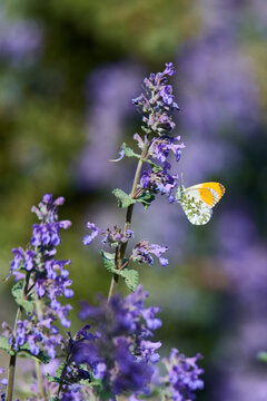 Aurorafalter (Anthocharis cardamines) Männchen