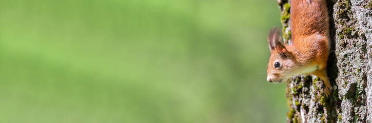 Red squirrel sits in the grass. © alexbush