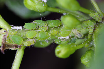 Fototapeta premium Nasturtium aphid Aphis nasturtii alate other stages on leaf of one of its hosts, the jackalberry.