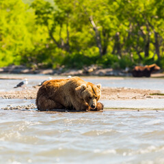 Brown bear fishing in the Kurile lake. Kamchatka Peninsula, Russia