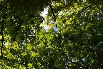 feuilles de marronnier
