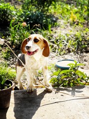 beagle puppy in the garden
