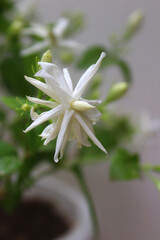 close up of a white arabian jasmine or mogra flower