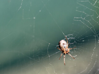 detail of spider inside a net