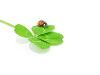 四葉のクロバーに乗ったナナホシテントウ