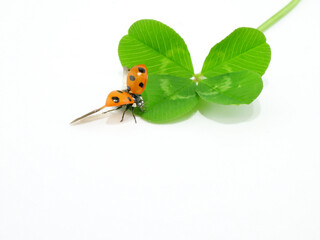 クローバーから飛び立とうとしているテントウムシ