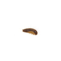 細かい毛が生えているカツオブシムシの幼虫