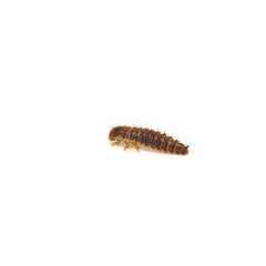 横から見たカツオブシムシの幼虫