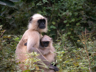 Grey Langur monkey child embracing its mother in the forest.