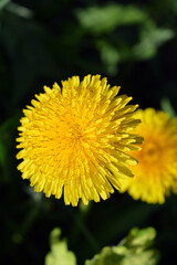 Bright colorful yellow dandelions growing in the sun. Beautiful blooming background, large flowers.