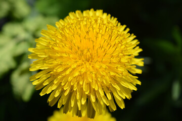 Bright colorful yellow dandelions growing in the sun. Beautiful blooming background, large flowers.