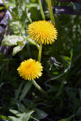 Bright colorful yellow dandelions growing in the sun. Beautiful blooming background, large flowers.