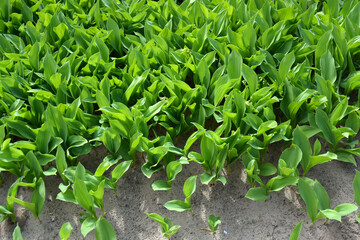 Large green leaves of lily of the valley with white small flowers.