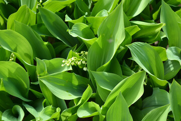 Large green leaves of lily of the valley with white small flowers.