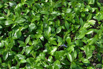 Beautiful and neat green leaves of curly periwinkle with purple flowers under the sun.