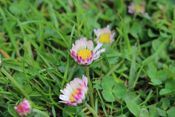 Bellis perennis © totinaster