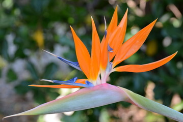Plakat France, côte d'azur, le strélitzia est une plante originaire d'Afrique du Sud, sa forme curieuse lui vaut le nom d'oiseau du paradis.