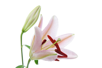 Fototapeta premium 咲き始めのピンクの百合