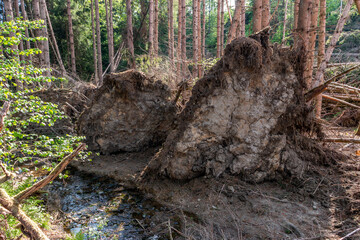 Sturmschaden im Wald