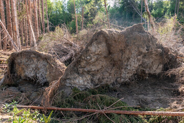 Obraz premium Sturmschaden im Wald