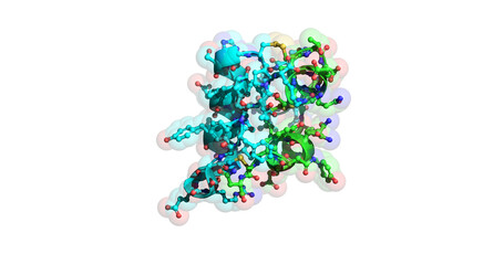 Insulin molecule