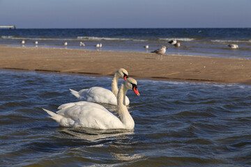 Fototapeta na wymiar Swans on the Baltic Sea.