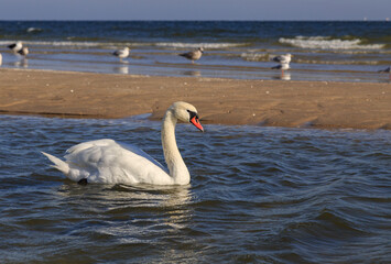 Naklejka na ściany i meble Swans on the Baltic Sea.
