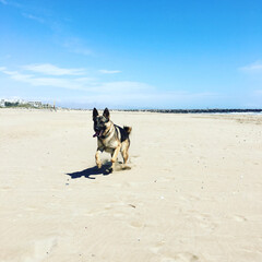 german shepherd dog running in the sand