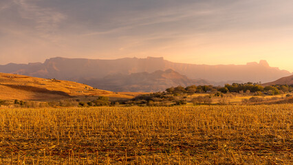 Panorama of the Amphitheatre at sunset, Drakensberg mountains, Royal Natal National Park, South...