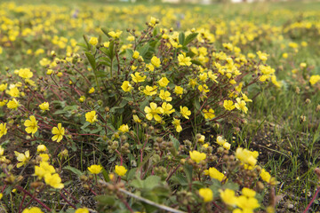 yellow flowers in a clearing