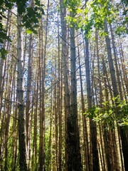 Giant trees in a forest