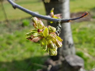 wild cherry also dockmackie (in german Vogelkirsche also Süßkirsche) Acer opalus